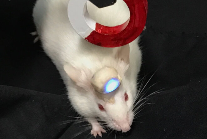Souris avec un dispositif optogénétique dans sa tête - Télécommande : Les scientifiques peuvent allumer et éteindre le nouvel appareil à l'aide d'un aimant, ce qui leur permet d'étudier les souris pendant qu'elles se déplacent librement. © SN Souris avec un dispositif optogénétique dans sa tête - Télécommande : Les scientifiques peuvent allumer et éteindre le nouvel appareil à l'aide d'un aimant, ce qui leur permet d'étudier les souris pendant qu'elles se déplacent librement. © SN