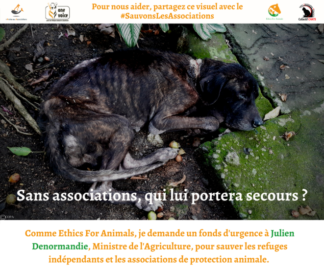 Sans associations et refuges indépendants, que deviendraient les animaux ? © Clea LETHI / ETHICS FOR ANIMALS Sans associations et refuges indépendants, que deviendraient les animaux ? © Clea LETHI / ETHICS FOR ANIMALS