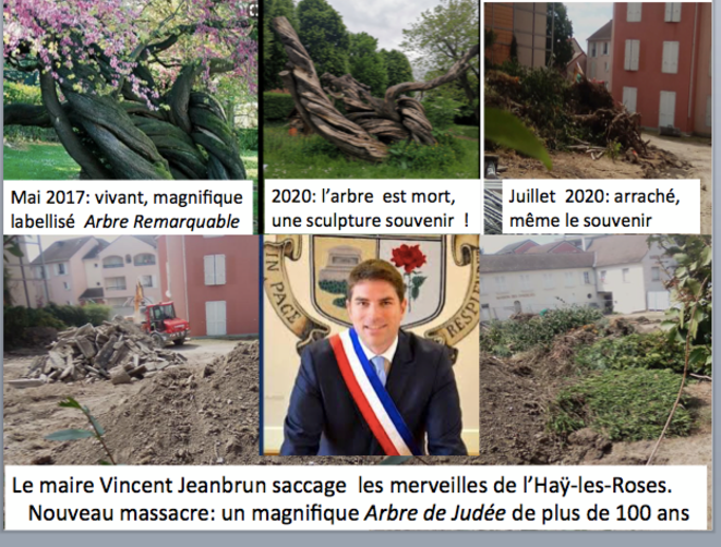 notre-arbre-de-jude-e
