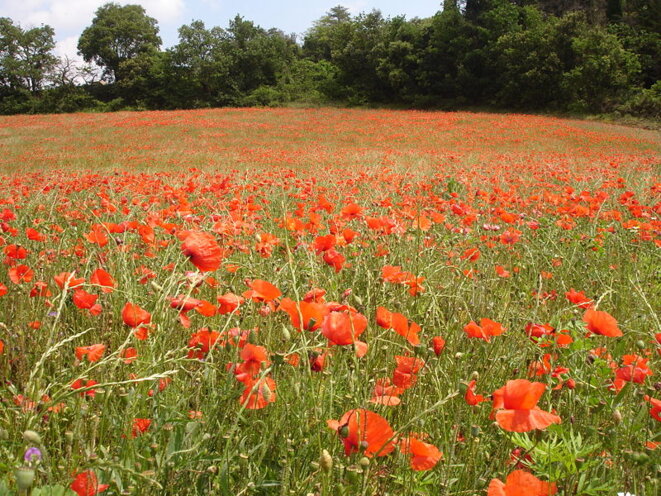 800px-france-aude-limoux-coquelicot