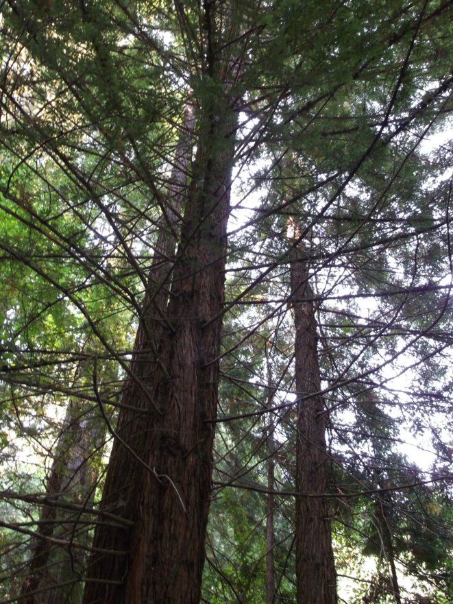 mw-5-fore-t-muir-woods