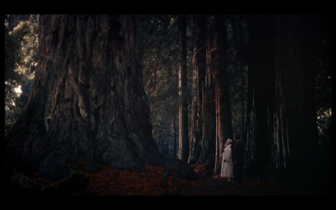 Sueurs froides, A. Hitchcock: Madeleine à Muir Woods Sueurs froides, A. Hitchcock: Madeleine à Muir Woods