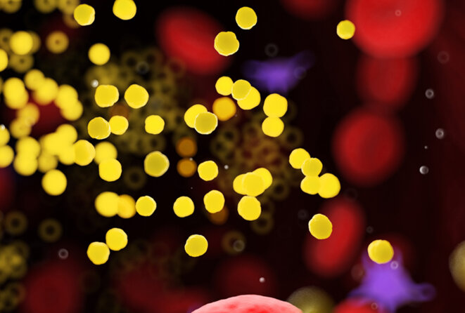 La matière grasse dans la circulation sanguine visualisée sous forme de boules jaunes, flottant près des cellules sanguines, vue macro. © Sebastian Kaulitzki / Photothèque scientifique / Getty Images La matière grasse dans la circulation sanguine visualisée sous forme de boules jaunes, flottant près des cellules sanguines, vue macro. © Sebastian Kaulitzki / Photothèque scientifique / Getty Images