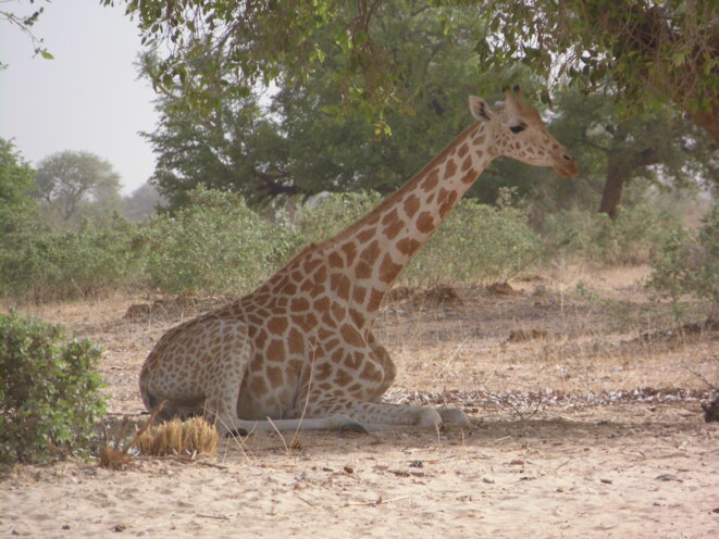 Les girafes de Kouré, une des principales attractions touristiques du Niger © P. Fimbel Les girafes de Kouré, une des principales attractions touristiques du Niger © P. Fimbel