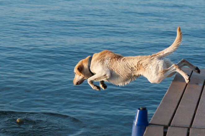 Beacon Shores 2011: Buddy the Labrador © by pmarkham is licensed under CC BY-SA 2.0 Beacon Shores 2011: Buddy the Labrador © by pmarkham is licensed under CC BY-SA 2.0