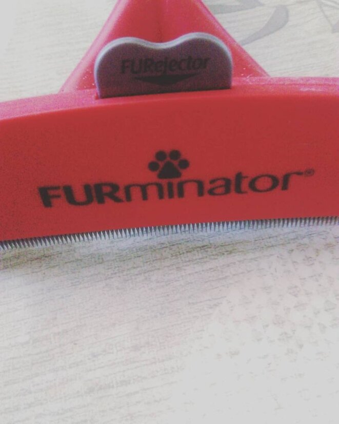 "Comment faire-sans trop se tracasser-son ménage avec chien et surtout enfant".