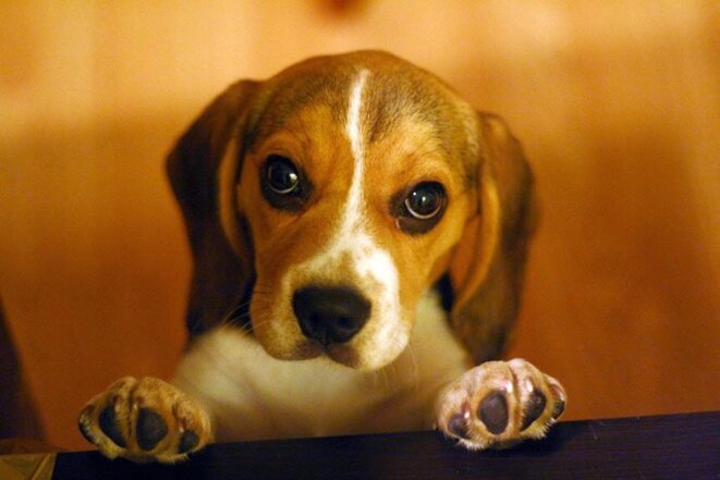 Je suis madame FÛRminator