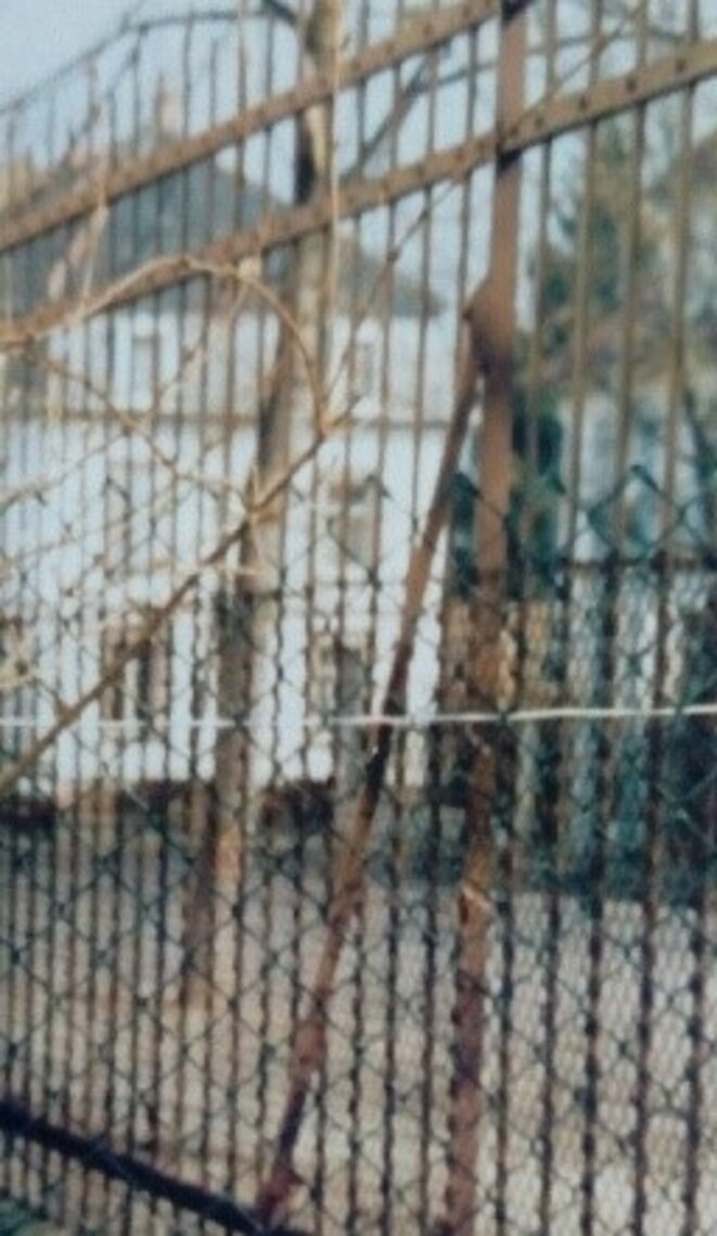L'arbre qui penche en 1991 © Huberschwiller L'arbre qui penche en 1991 © Huberschwiller