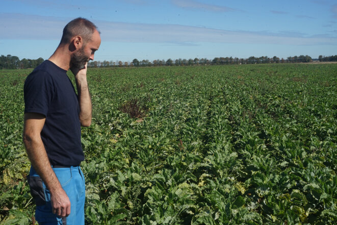 Romain Lhopiteau, sur sa parcelle de betteraves bio. © Amélie Poinssot