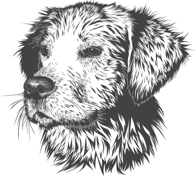 Un chien © Image par Gorkhs de Pixabay Un chien © Image par Gorkhs de Pixabay