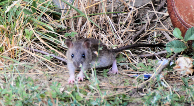 2020-08-10-rats-02