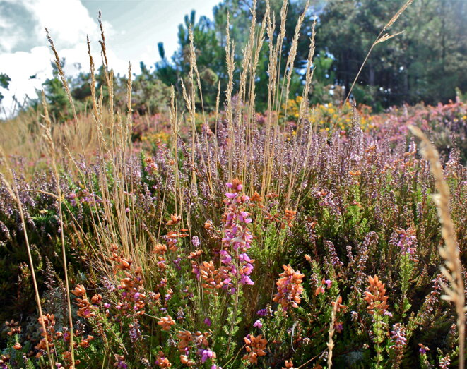Jardin extraordinaire © Patrice Morel (septembre 2020) Jardin extraordinaire © Patrice Morel (septembre 2020)