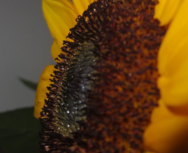 Coeur de soleil © GTK Coeur de soleil © GTK