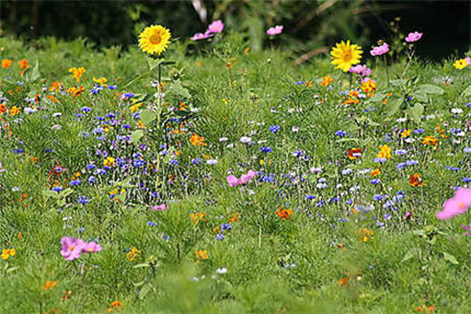 champ-de-fleurs