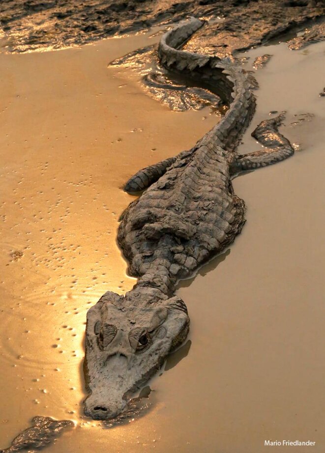 Photo du photographe et documentariste Mario Friedlander, prise sur la Transpantaneira (Pantanal, Mato Grosso), août 2020. L’auteur a autorisé la reproduction de l’image pour cet article. Photo du photographe et documentariste Mario Friedlander, prise sur la Transpantaneira (Pantanal, Mato Grosso), août 2020. L’auteur a autorisé la reproduction de l’image pour cet article.