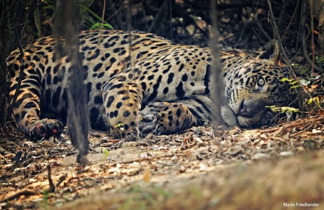 Jaguar prostré, avec les pattes brûlées. Photo du photographe et documentariste Mario Friedlander, Parque Estadual Encontro das Águas (Poconé, Mato Grosso), août 2020. L’auteur a autorisé la reproduction de l’image pour cet article. Jaguar prostré, avec les pattes brûlées. Photo du photographe et documentariste Mario Friedlander, Parque Estadual Encontro das Águas (Poconé, Mato Grosso), août 2020. L’auteur a autorisé la reproduction de l’image pour cet article.