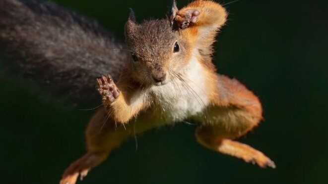 squirrel