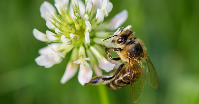 trefle-gratuit-sauver-abeilles-une