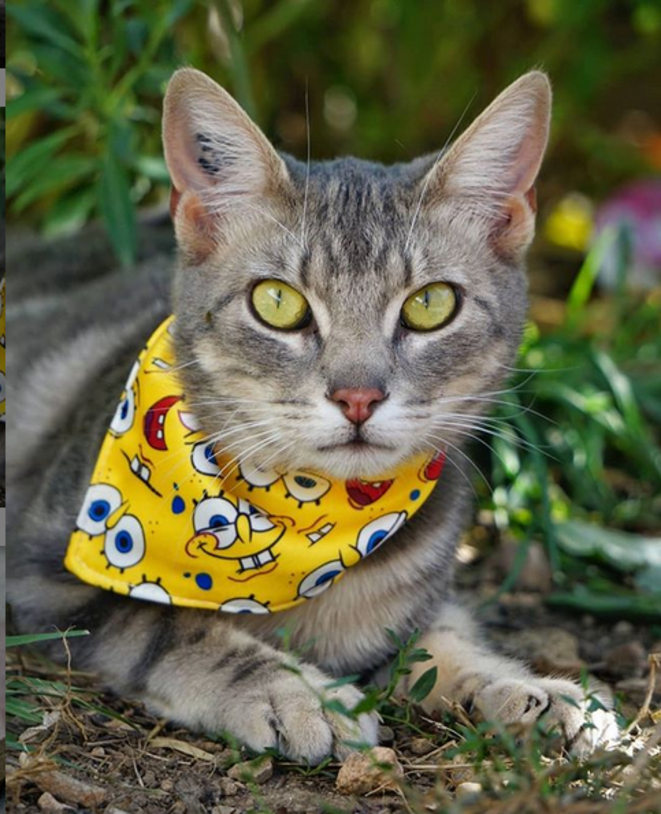 Diego Del Fuego, my special needs little cat © Luna TMG Flickr Diego Del Fuego, my special needs little cat © Luna TMG Flickr