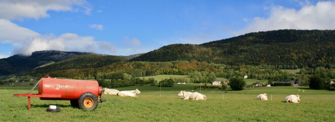 Vaches à l'aise © Patrice Morel (octobre 2020) Vaches à l'aise © Patrice Morel (octobre 2020)