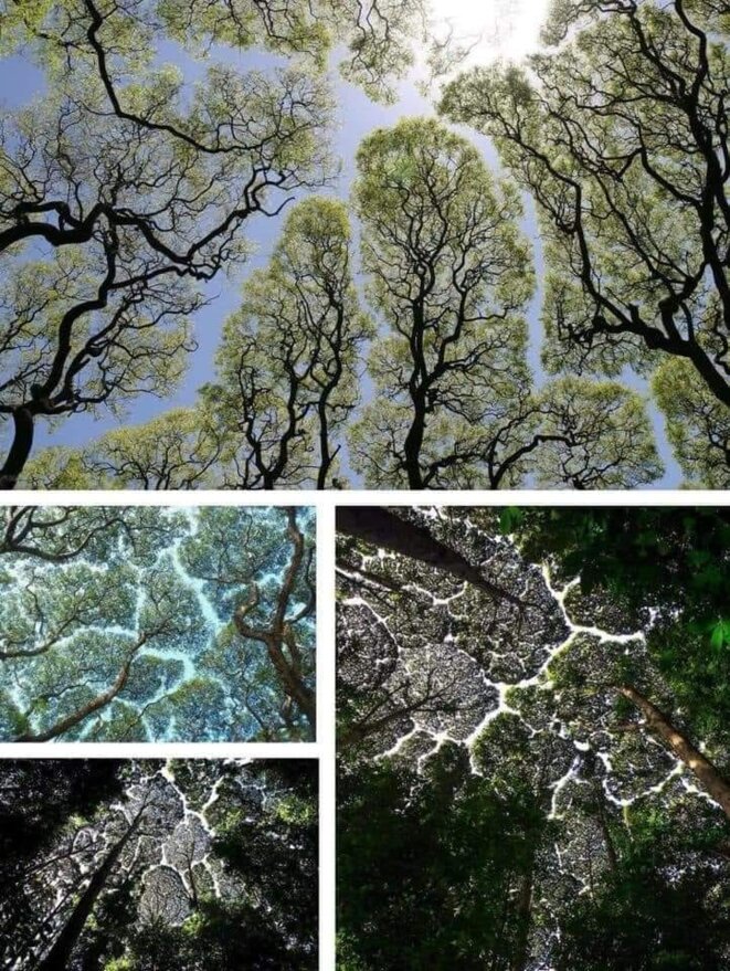 arbres-timides