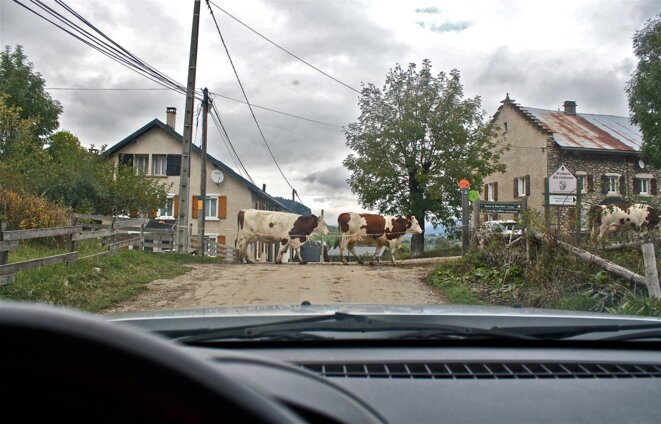 Traversée de "bisons" à Méaudre, Vercors © Patrice Morel (octobre 2020) Traversée de "bisons" à Méaudre, Vercors © Patrice Morel (octobre 2020)