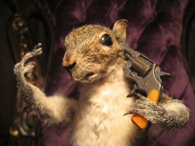 squirrel-suicide