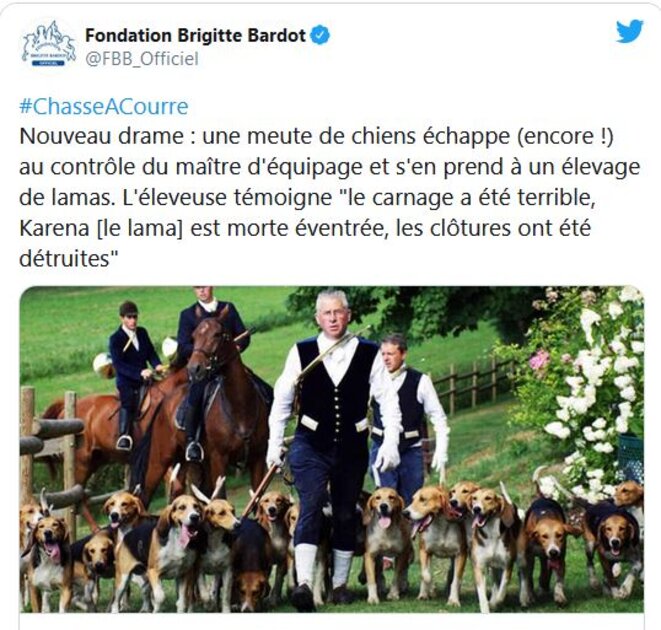 bb-lama-eventre-chass-a-courre