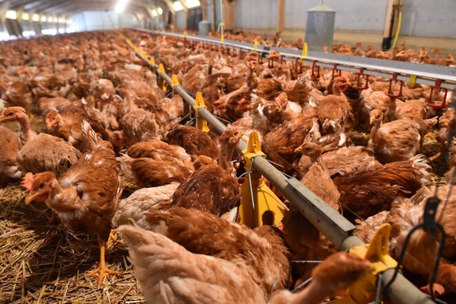 Dans un élevage industriel de poulets, dans la Sarthe. © Archives AFP