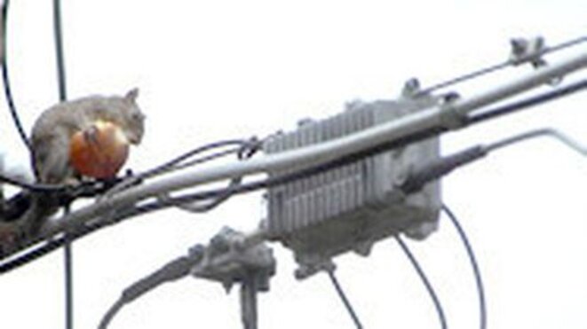 squirrel-suicide