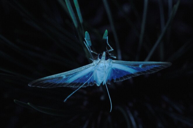 Pyrale // Entretien avec Roxanne Gaucherand