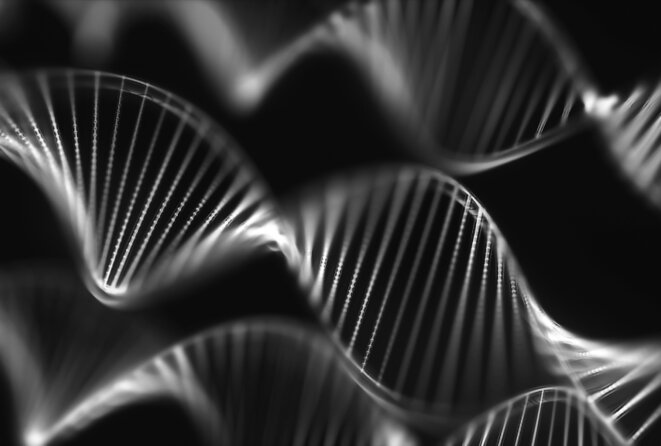 Un groupe d'hélices d'ADN est visible en noir © ktsimage / iStock Un groupe d'hélices d'ADN est visible en noir © ktsimage / iStock