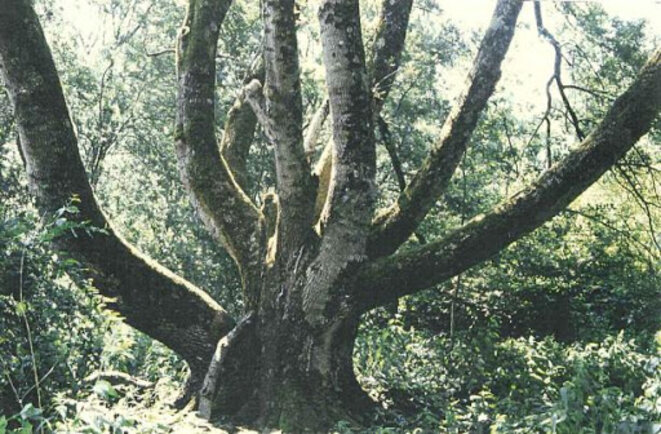 a4