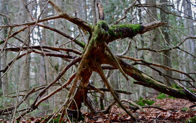 Les spectres de novembre