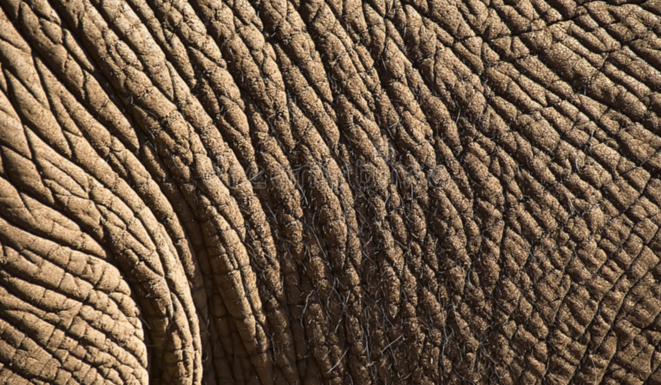 peau-delephant