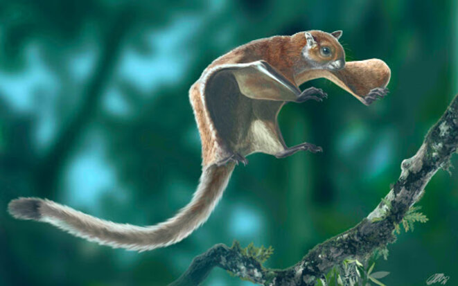 flying-squirrel