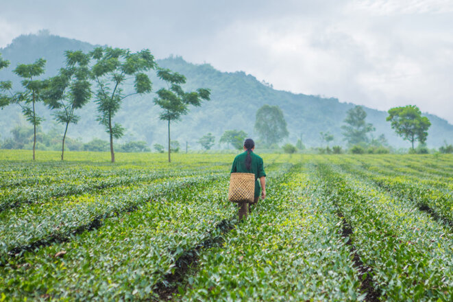 sustainabletea-vietnam-2018