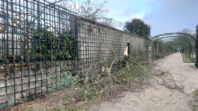 branches-e-crasant-des-rosiers-bis