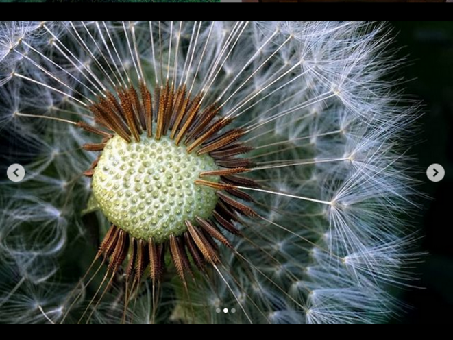 3 moments of dandelion life 2 © Luna TMG Instagram 3 moments of dandelion life 2 © Luna TMG Instagram