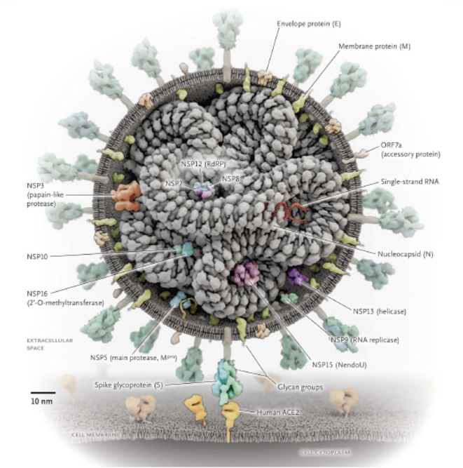 Non, ce n’est pas un bébé serpent dans son œuf mais une coupe du virus Sars-CoV-2. Son ARN (filament rouge) est protégé à l’intérieur d’un manchon de protéines appelé nucléocapside. © DR