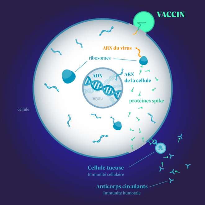 Mode d’action des vaccins ARN. © Infographie: Julien Tredan-Turini