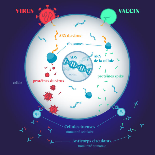 Virus et vaccins ARN : des modes d’action très similaires. © Infographie: Julien Tredan-Turini