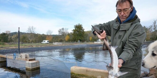 Le caviar ou les oeufs de l'angoisse