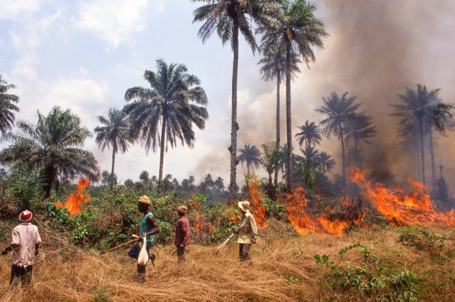 Dans le nord de la Sierra Leone, une exploitation forestière illégale pour exporter l'un des bois les plus vendus au monde (juin 2015). © José Nicolas / Hans Lucas via AFP