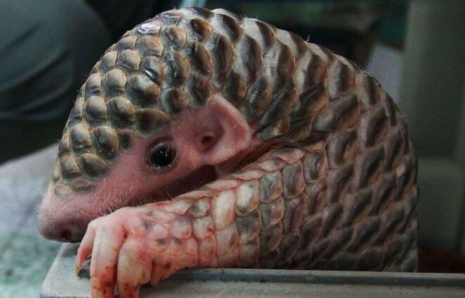 fi-bebes-pangolins-s3950