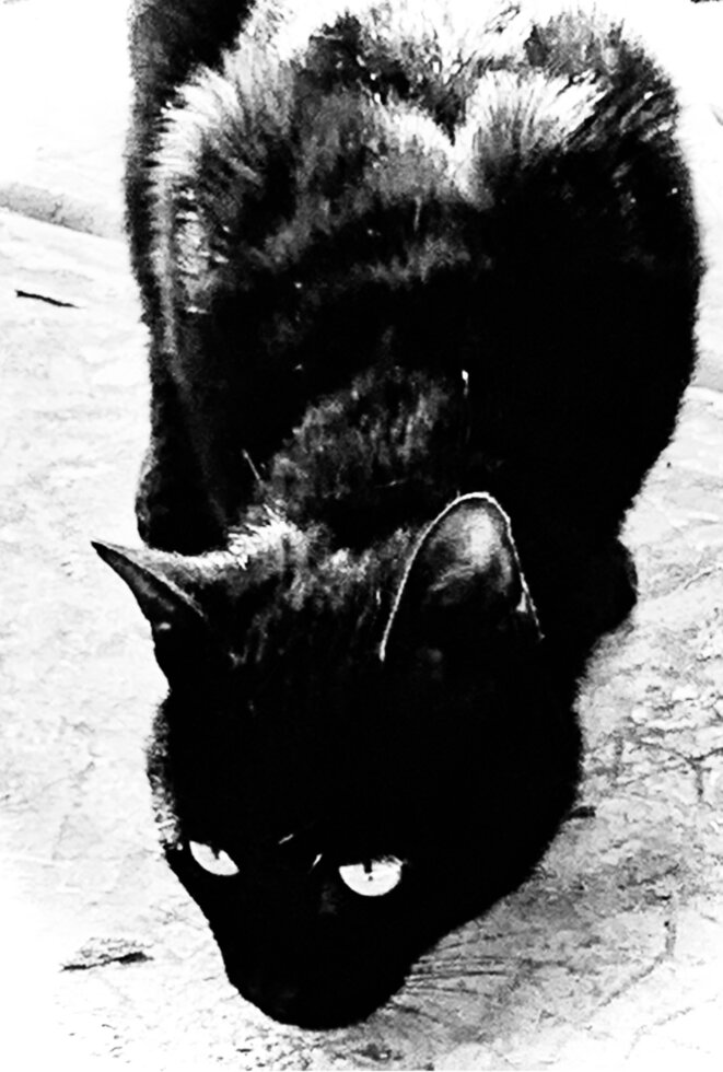 CHAT NOIRS AUX YEUX PERSANS © EXEQUATUR - Photo-Texticulée - E’M.C. CHAT NOIRS AUX YEUX PERSANS © EXEQUATUR - Photo-Texticulée - E’M.C.