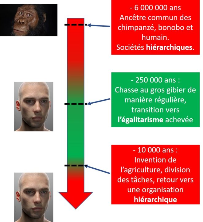 La hiérarchisation des membres des sociétés humaines suit une courbe en U La hiérarchisation des membres des sociétés humaines suit une courbe en U
