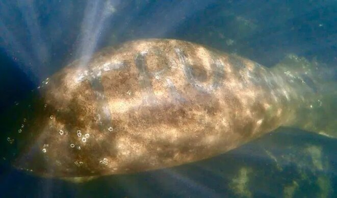 trump-manatee