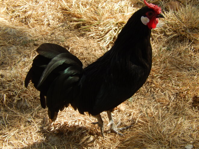 Coq abracadabrantesque ! © Edmey Coq abracadabrantesque ! © Edmey