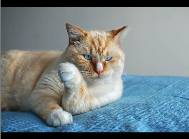 Simon (les souris peuvent devenir autistes, mais les chats le sont aussi) © Luna TMG Instagram Simon (les souris peuvent devenir autistes, mais les chats le sont aussi) © Luna TMG Instagram